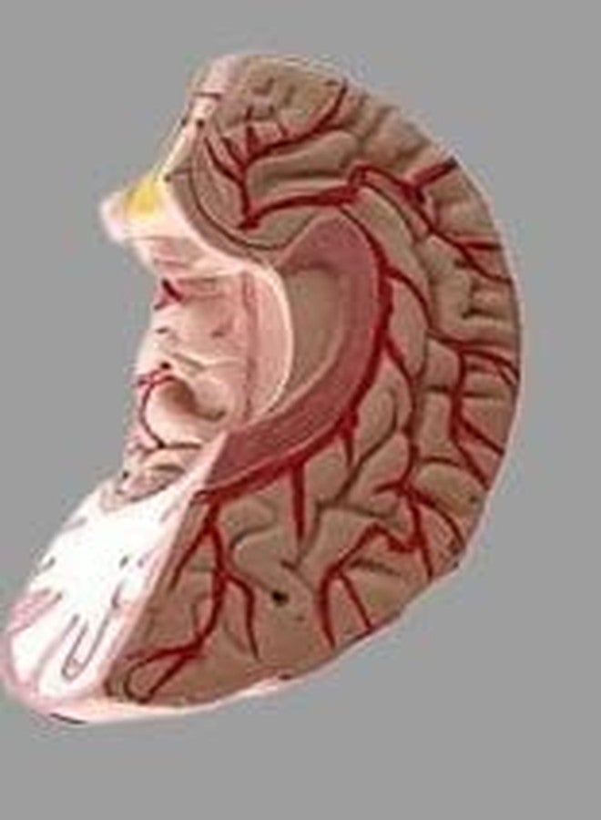 ISKO® Human Brain Fiber Glass Model in 4 Parts with magnets For Teaching Anatomy of Brain for Science Classroom Study - Image 4